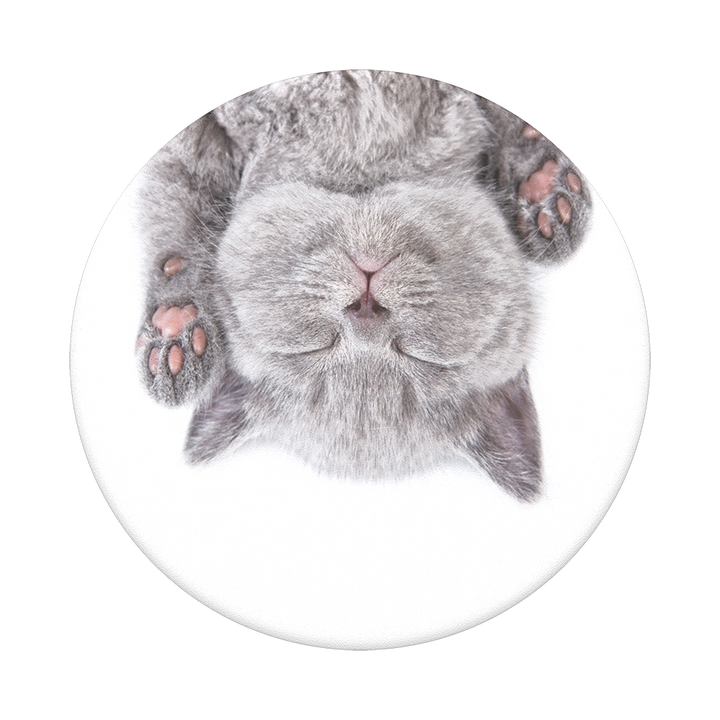 Gatito ZZZ