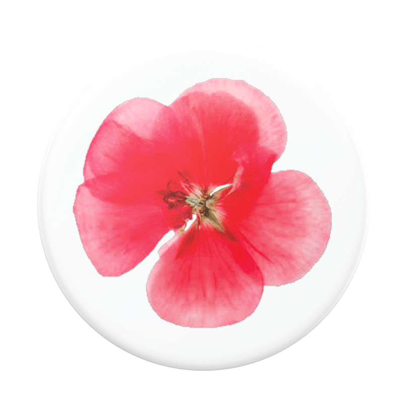 Plant - Flor Rosa